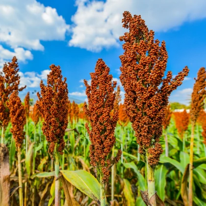 Čirok obecný - Sorghum bicolor - semena čiroku - 10 ks