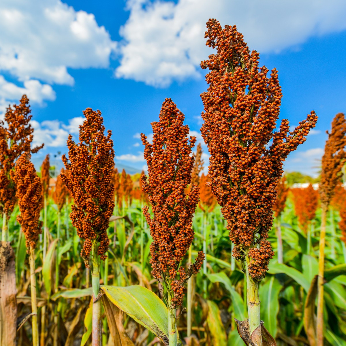 Čirok obecný - Sorghum bicolor - semena čiroku - 10 ks