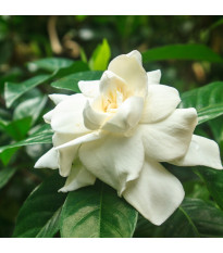 Gardénie - Gardenia jasminoides - semena gardénie - 6 ks