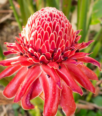 Zázvor - Etlingera elatior - semena zázvoru - 3 ks