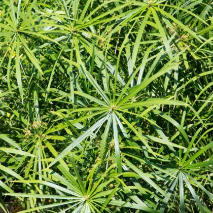 Papyrus střídavolistý - Šáchor - Cyperus alternifolius - semena papyru - 15 ks