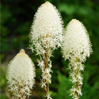 Medvědí tráva - Xerophyllum tenax - semena medvědí trávy - 15 ks