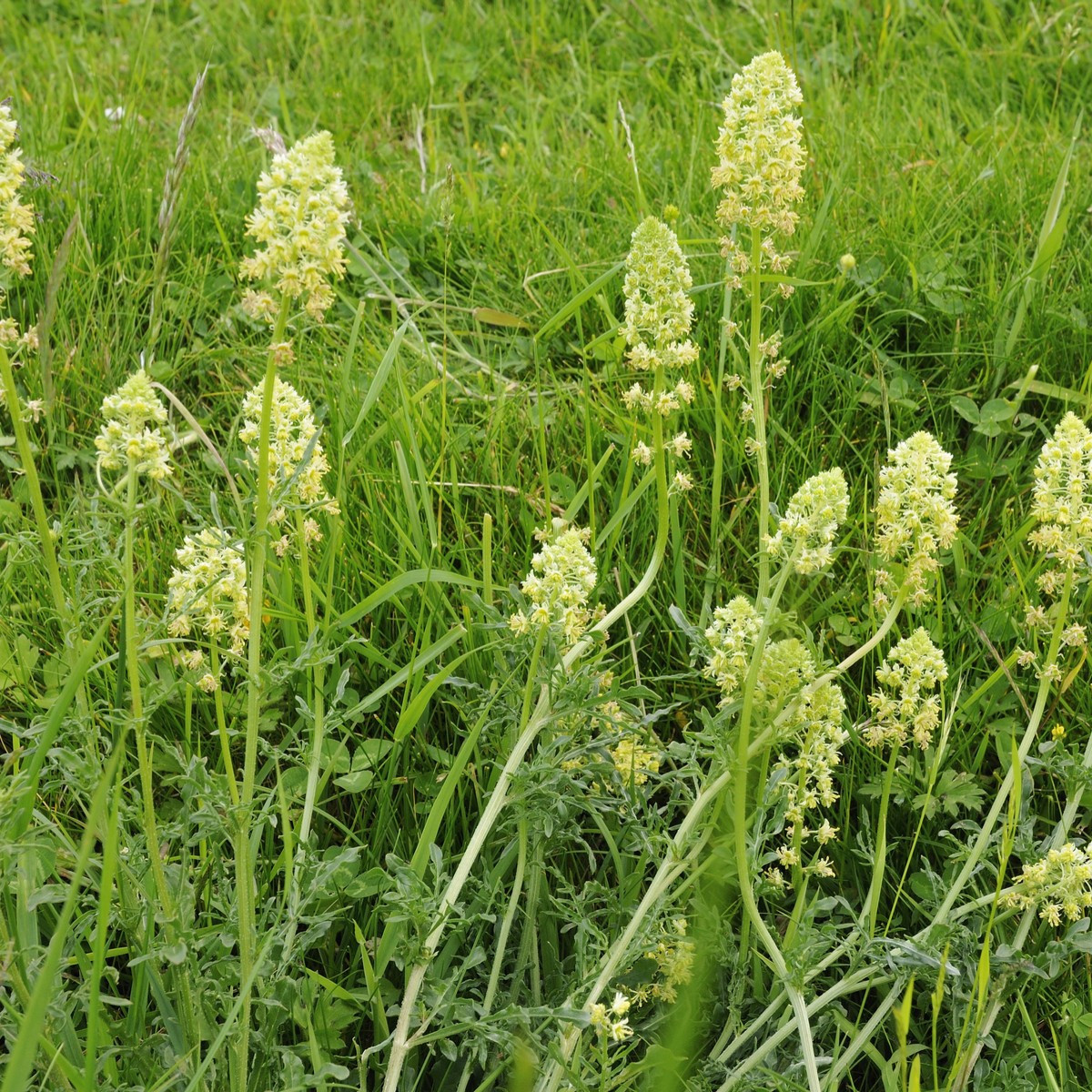 Rezeda žlutá - Reseda lutea - semena rezedy - 50 ks