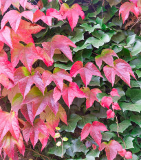 Přísavník trojcípý - Parthenocissus tricuspidata - semena přísavníku - 7 ks