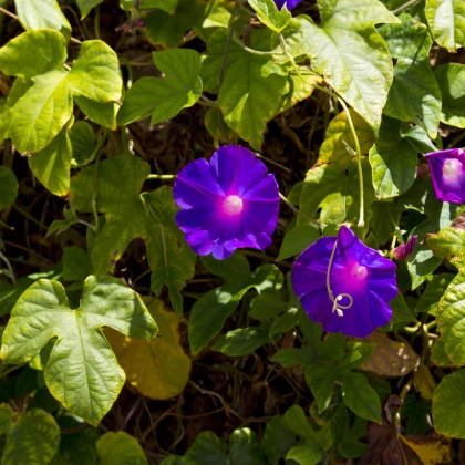 Povíjnice nachová Morning Glory - Ipomoea purpurea - semena - 25 ks