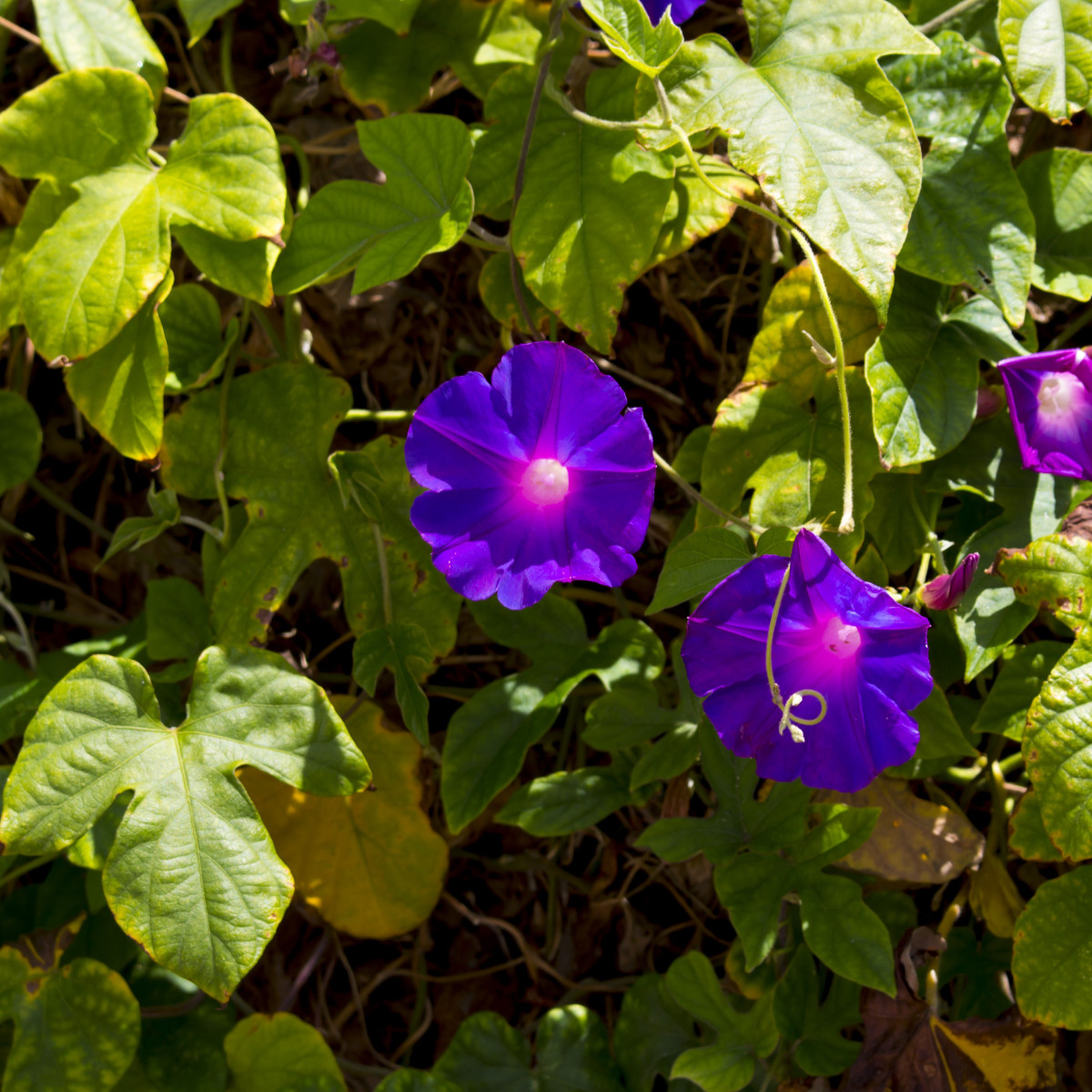 Povíjnice nachová Morning Glory - Ipomoea purpurea - semena - 25 ks
