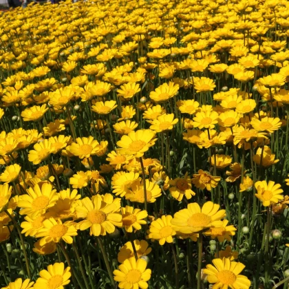 Kopretina nízká zlatožlutá - Chrysanthemum multicaule - semena kopretiny - 0,4 g