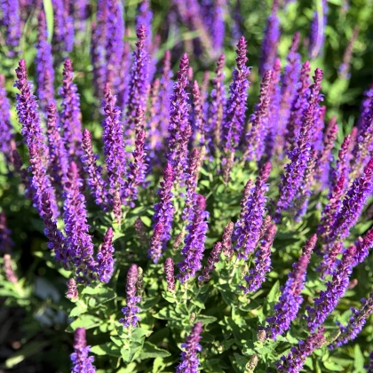 Šalvěj hajní Blue Queen - Salvia nemorosa - semena šalvěje - 20 ks