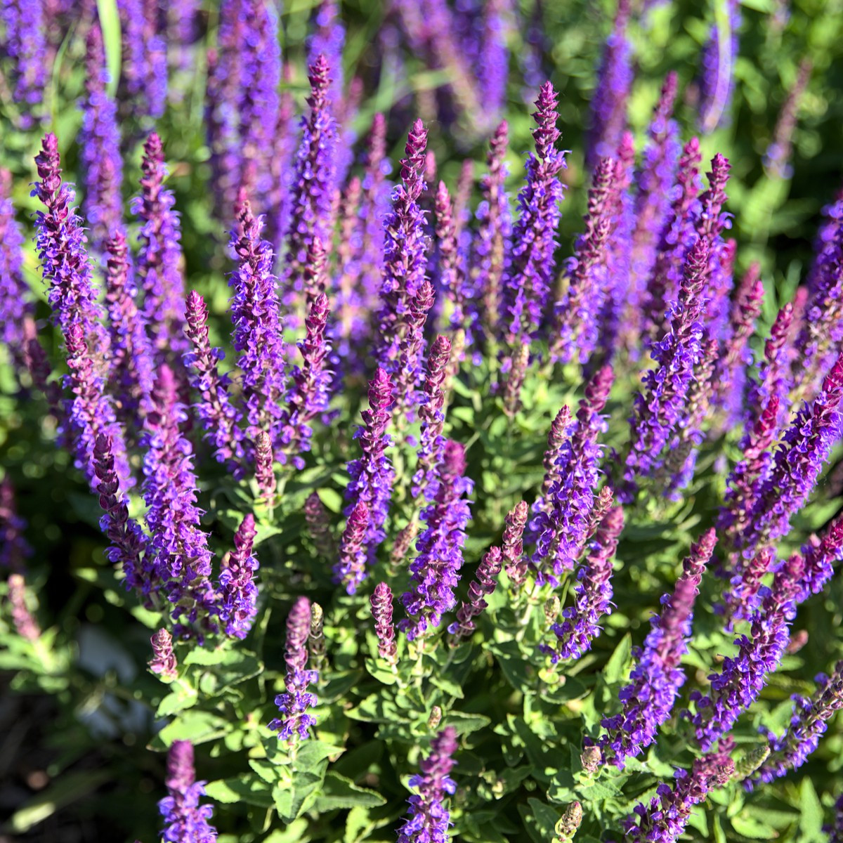 Šalvěj hajní Blue Queen - Salvia nemorosa - semena šalvěje - 20 ks
