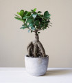 Fíkovník tajvanský - Ficus retusa - semena - 5 ks