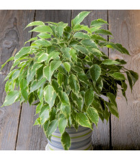 Fíkovník drobnolistý - Ficus benjamina - semena fíkovníku - 4 ks