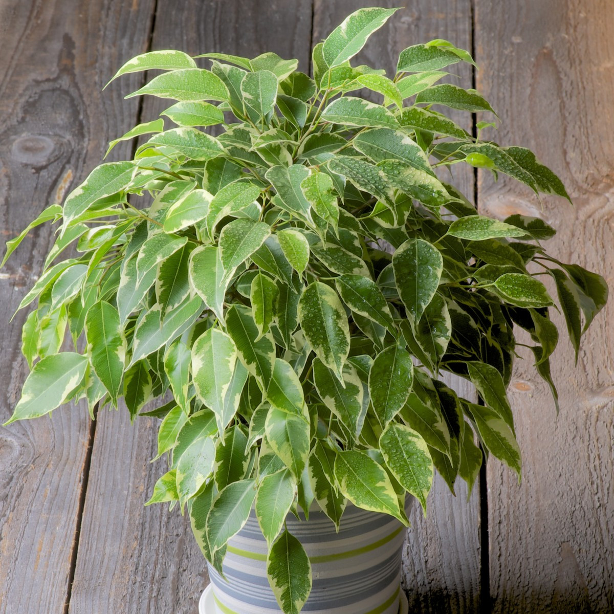 Fíkovník drobnolistý - Ficus benjamina - semena fíkovníku - 4 ks