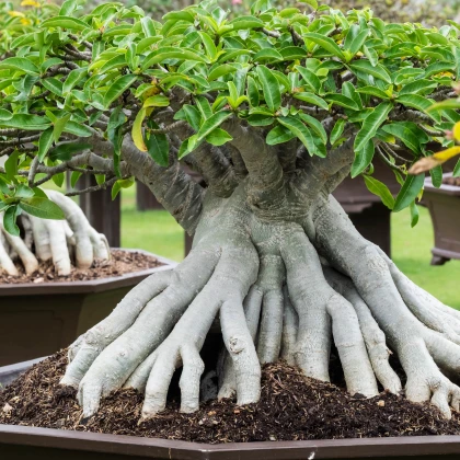 Fíkovník ribes - Ficus ribes - semena - 5 ks