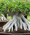 Fíkovník ribes - Ficus ribes - semena - 5 ks