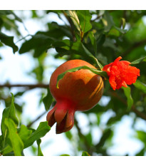 Granátové jablko - Punica granatum - semena granátového jablka - 5 ks