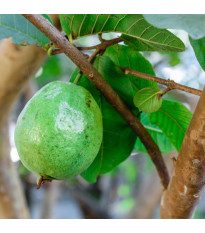 Guave - Psidium guajava - semena guave - 4 ks