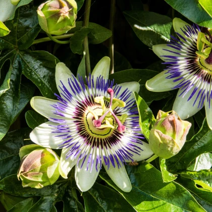 Mučenka modrá - Passiflora caerulea - semena mučenky - 5 ks