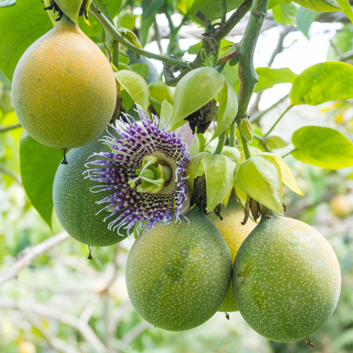 Mučenka pruhovaná - Passiflora ligularis - semena mučenky - 4 ks