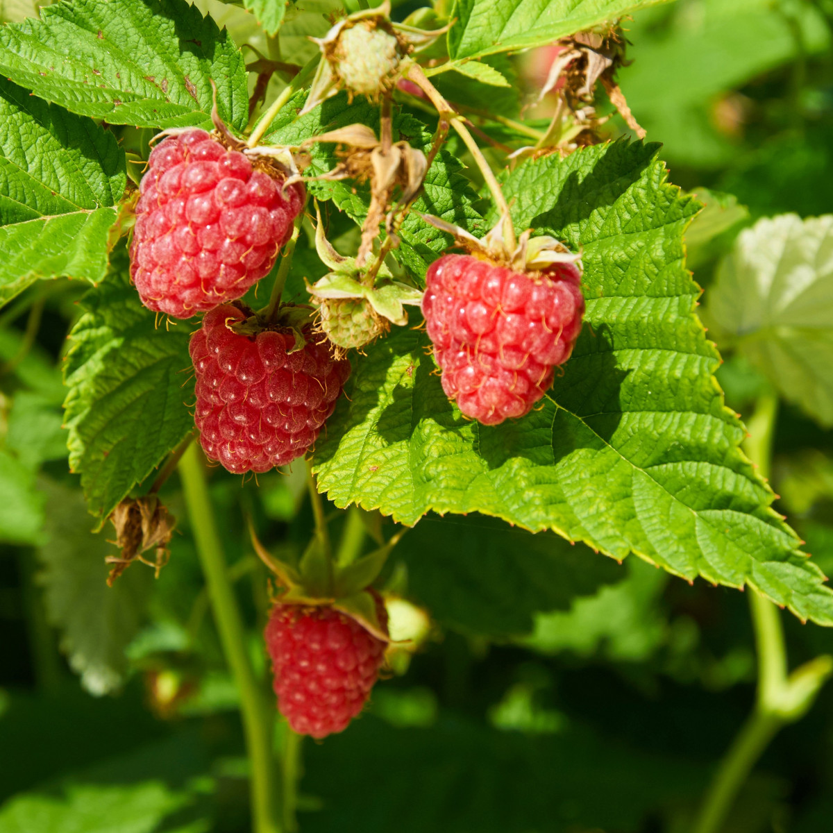 Ostružiník Maliník - Rubus Leucodermis- semena - 5 ks