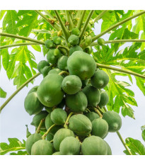 Papája červená - Carica papaya - semena papáji - 5 ks