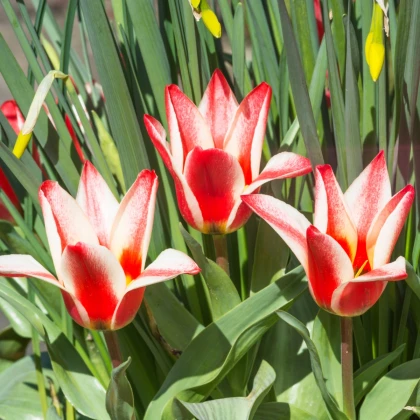 Tulipán Pinocchio - Tulipa - cibule tulipánu - 3 ks