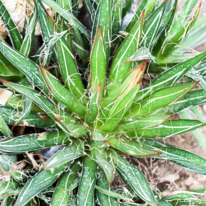 Agáve mexické - Agave filifera - semena agáve - 7 ks