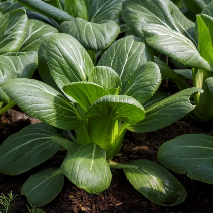 Pak Choi Hanakan F1 - Brassica rapa var rosularis - semena pak choi - 70 ks