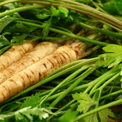 Pastiňák setý Mitra - Pastinaca sativa - semena pastiňáku - 1 g