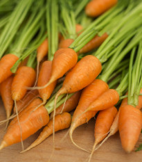 Mrkev Chamare - Daucus carota - semena mrkve - 800 ks