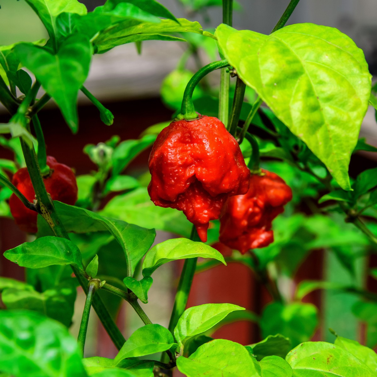 Chilli Carolina Reaper - Capsicum chinense - semena chilli - 5 ks