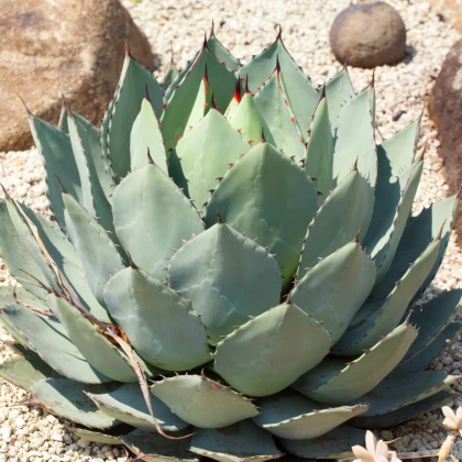 Agáve parryi - Agave Parryi - semena agáve - 9 ks