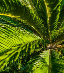 Keják celolistý - Cykas - Zamia floridana - semena cykasu - 2 ks