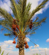 Datlovník z Kašmíru - Phoenix loureiroi - semena datlovníku - 3 ks