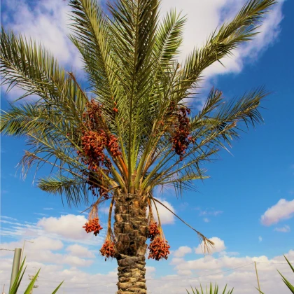 Datlovník z Kašmíru - Phoenix loureiroi - semena datlovníku - 3 ks
