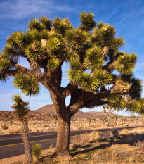 Juka krátkolistá - Joshua Tree - Yucca brevifolia - semena juky - 6 ks