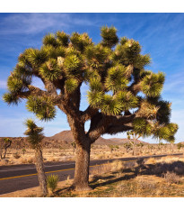 Rövidlevelű juka – Joshua Tree – Yucca brevifolia – juka magok – 20 db