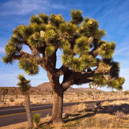 Rövidlevelű juka – Joshua Tree – Yucca brevifolia – juka magok – 20 db