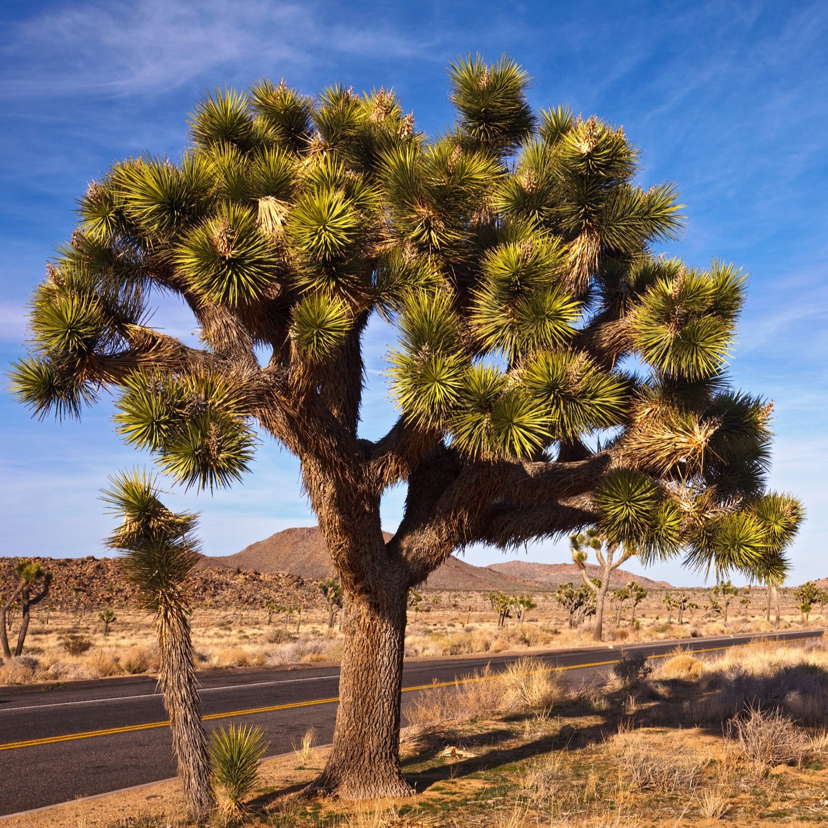 Rövidlevelű juka – Joshua Tree – Yucca brevifolia – juka magok – 20 db