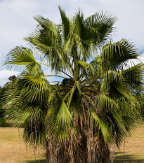 Szálas pálma – Washingtonia filifera – pálmamagok – 15 db