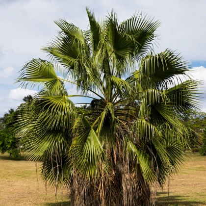 Szálas pálma – Washingtonia filifera – pálmamagok – 15 db
