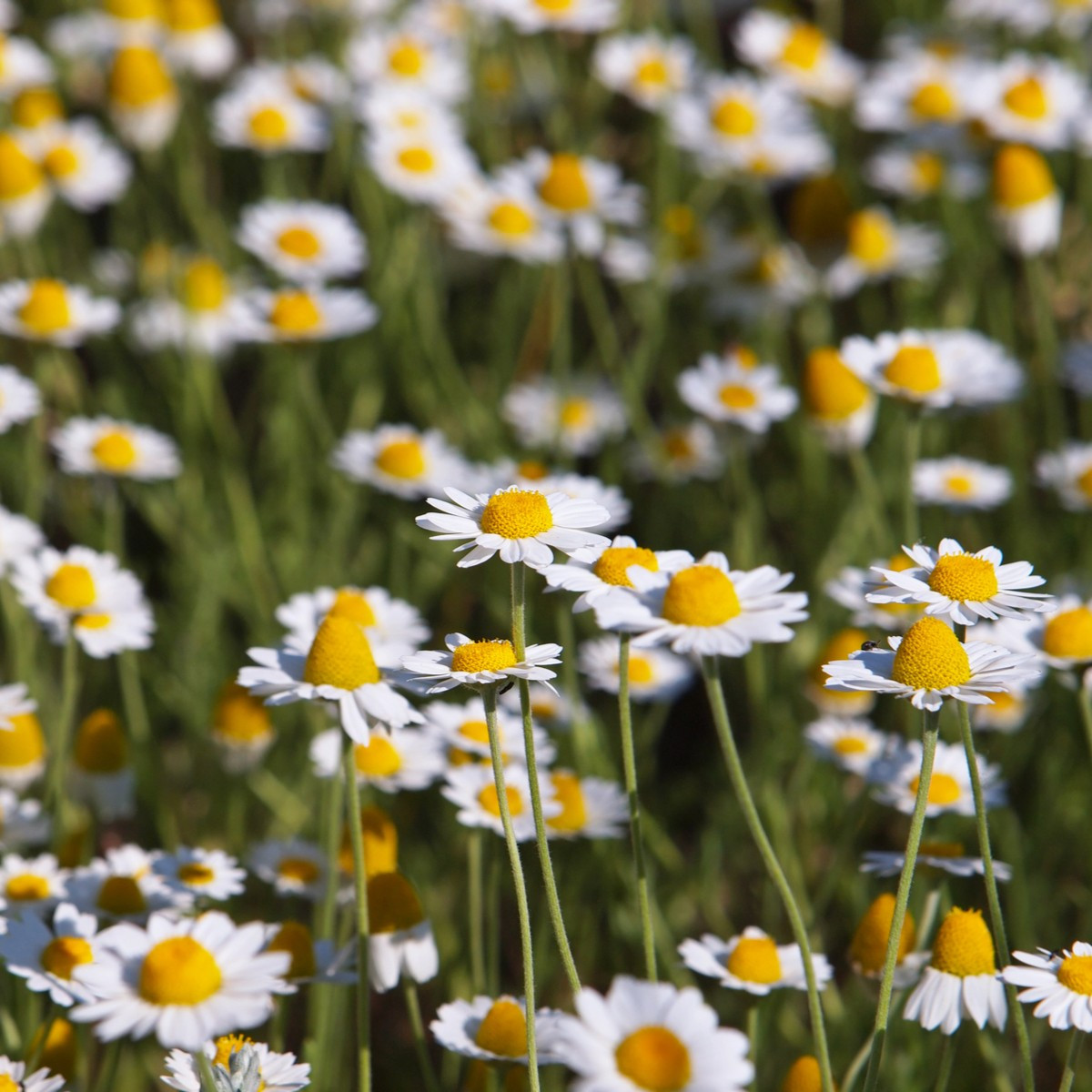 Rmen rolní - Anthemis arvensis - semena rmenu - 0,2 g
