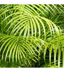Palma madagaskarská - Dypsis madagascariensis - semena palmy - 3 ks