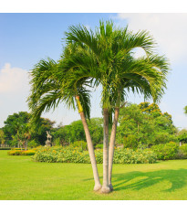 Palma zkroucená - Dypsis prestoniana - semena palmy - 3 ks