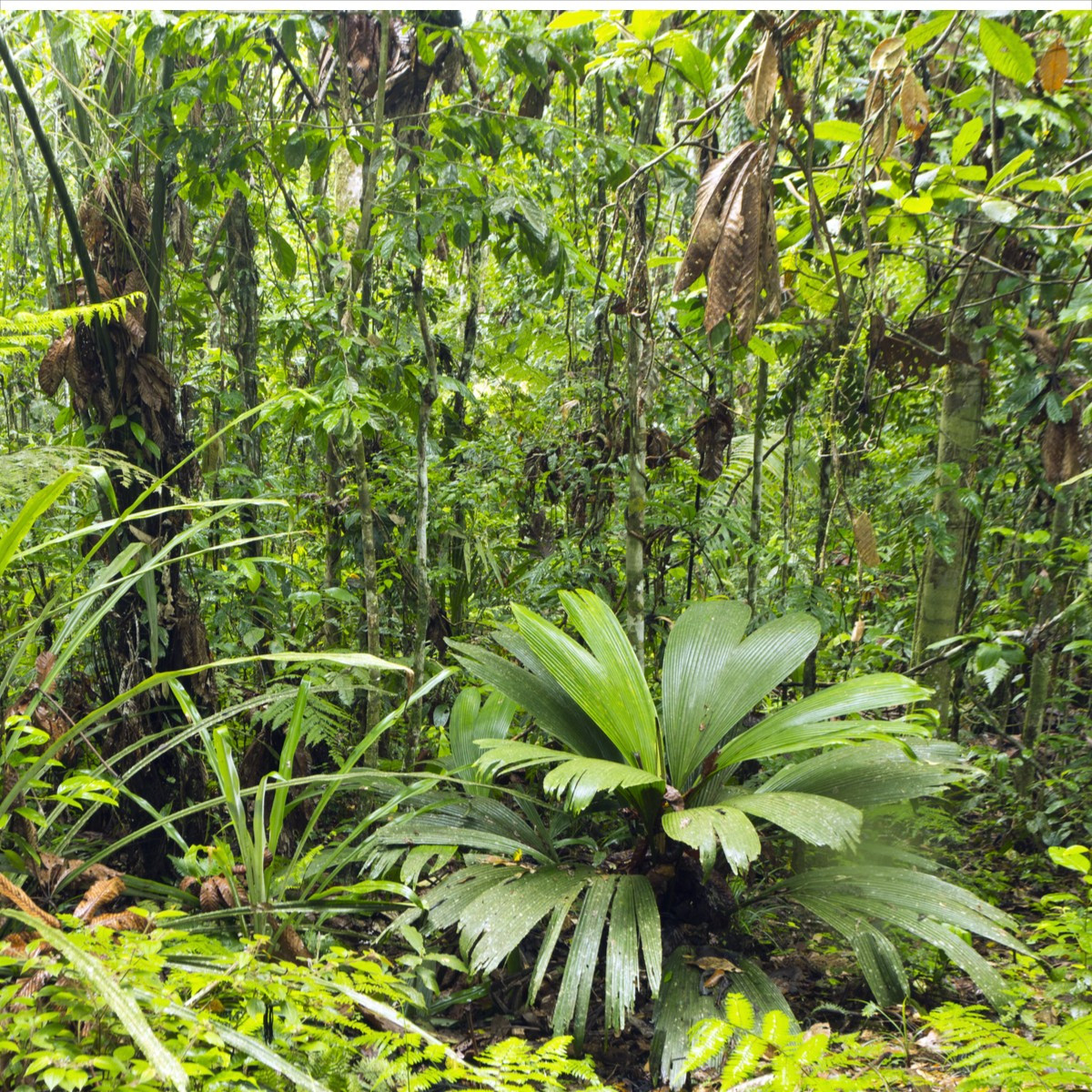 Palma mexická - Geonomma Interrupta - semena - 5 ks