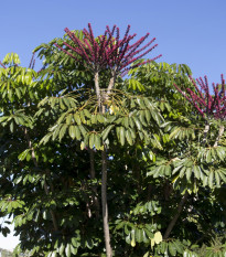 Šeflera actinophylla - Schefflera actinophylla - semena šeflery - 6 ks