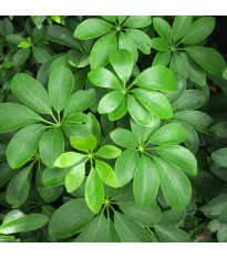 Šeflera paprskovitá - Schefflera arboricola - semena šeflery - 6 ks