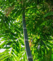Bambus železný - Dendrocalamus strictus - semena bambusu - 2 ks