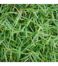Bambus obrovský - Bambusa arundinacea - semena bambusu - 2 ks