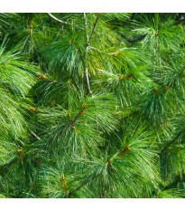 Borovice Roxburghova - Pinus roxburhii - semena borovice - 5 ks