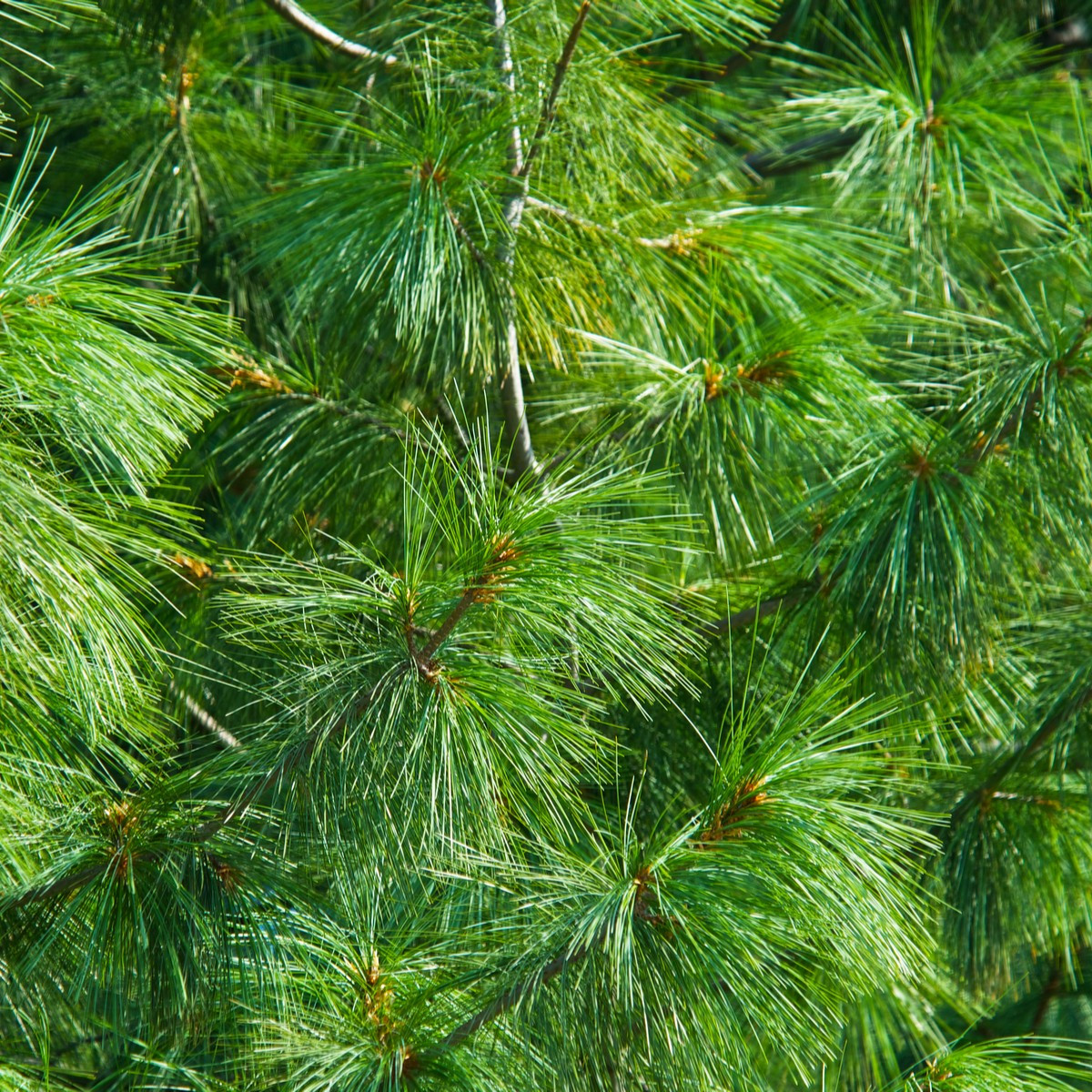 Borovice Roxburghova - Pinus roxburhii - semena borovice - 5 ks